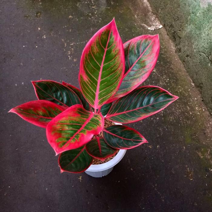 Stok Baru Aglonema kanza remaja daun 7-8