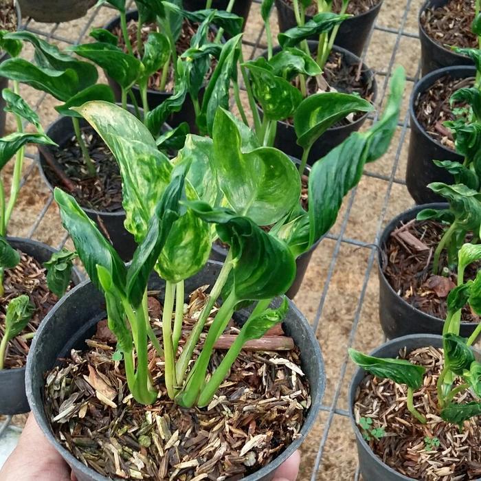 Stok Baru Philodendron sangrila varigata - Philodendron epipremnum shangrila