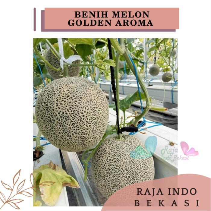 RAJA INDO Benih F1 MELON Golden Aroma - Repack 100 Biji KYS ORI Bibit Melon Rock Daging Orange