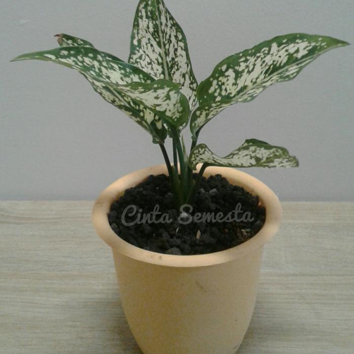 Tanaman Hias Aglonema Snow White Beras Tumpah Small BONUS POT PLASTIK