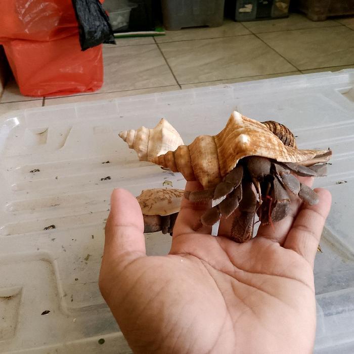 Kelomang 1 kg viola Brevi Size L&Xl