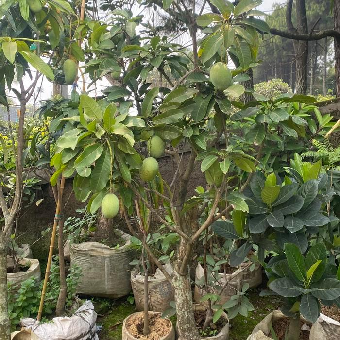 TANAMAN BUAH MANGGA SUDAH BERBUNGA // BERBUAH / POHON MANGGA