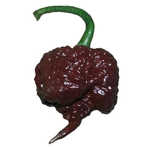 ------] Benih Cabe Purple Carolina Reaper