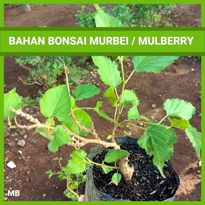 Bonsai Murbei Buah Hasil Stek Hetero Bonsai