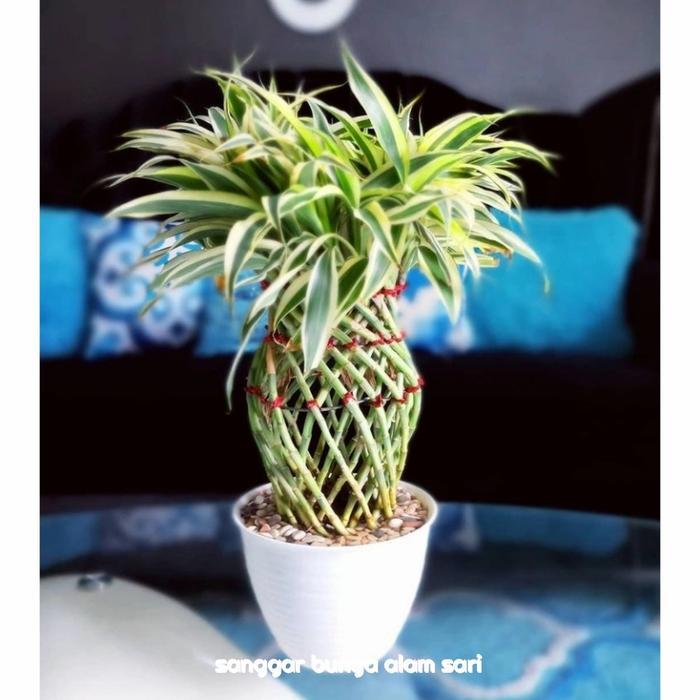 TANAMAN HIAS BAMBU LUCKY MINI VARIGATA + POT PUTI DAN BATU HIAS