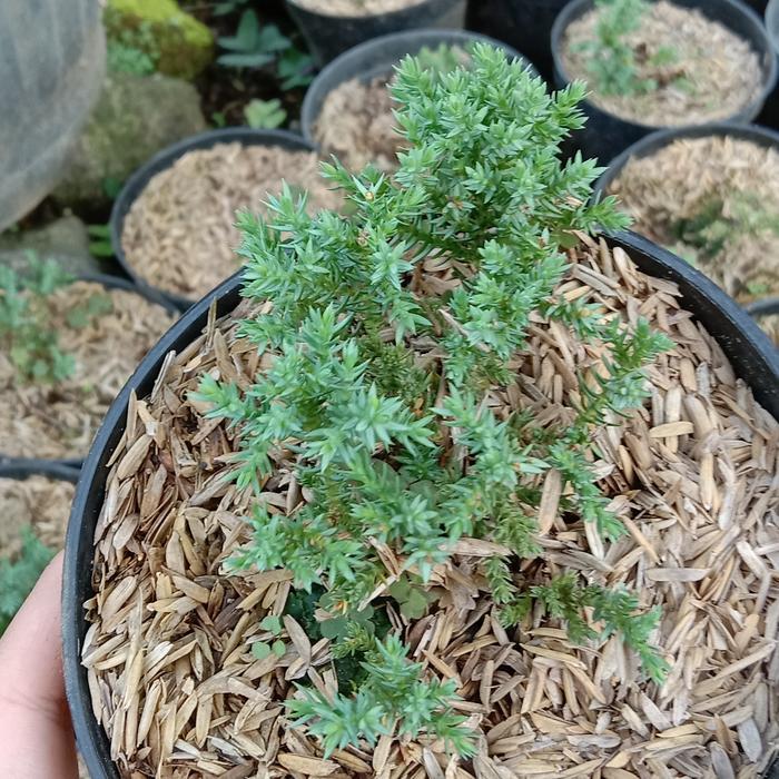 (Baby) CEMARA DWARF /Juniperus Procumbens Nana . Import . RARE STOCK