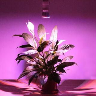 LAMPU SPECTRUM GROW LIGHT LAMPU CAHAYA TANAMAN HIDROPONIK