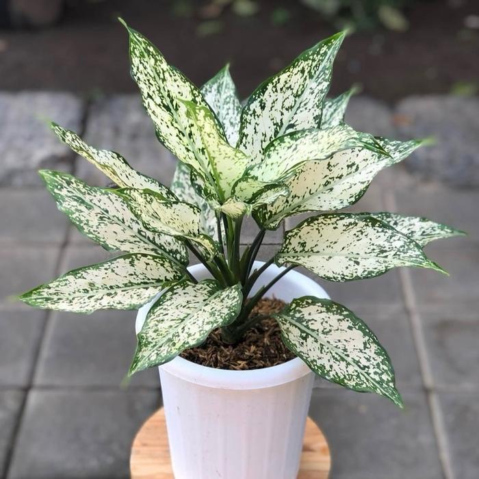 Tanaman Hias Aglonema Snow White Dewasa - Aglonema Snow White Ukuran Dewasa