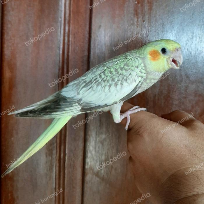 HOT SALE burung falk parkit australia jinak