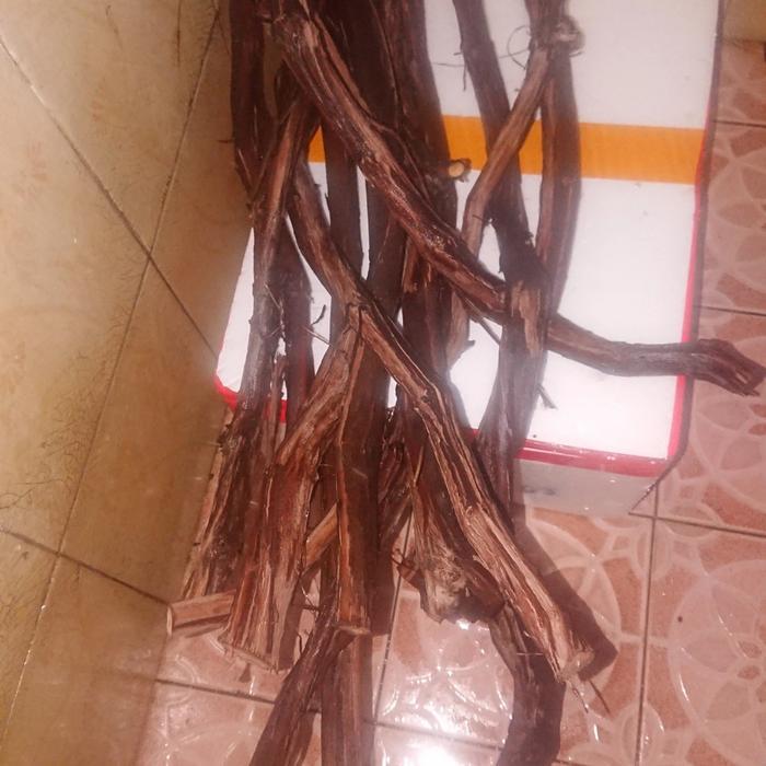 Stok Baru bonggol anggur isabel P60-80 cm