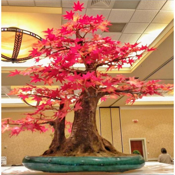 "New" Bibit Maple Jepang Inazuma Tree Red Maple Pohon Maple Unik