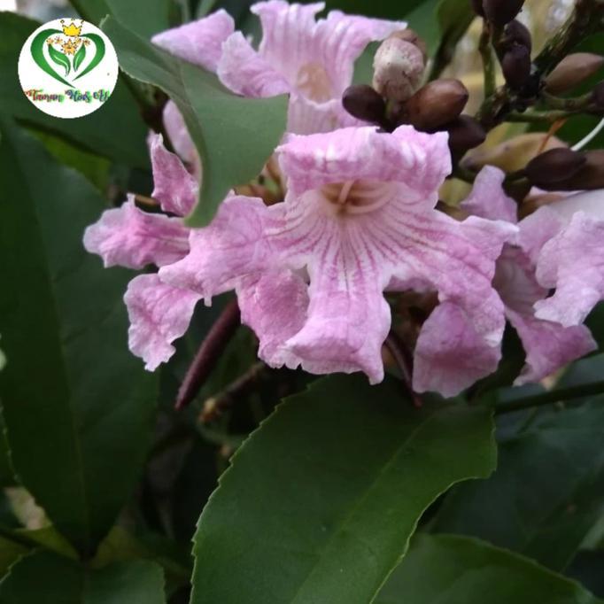 Pohon Tabebuya 3 meter warna putih kuning ungu pink