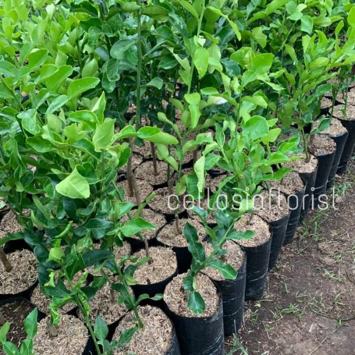 Bibit Tanaman Buah Jeruk Purut Okulasi Cepat Berbuah pohon hidup NN16 ATV