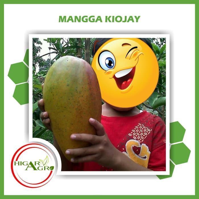Jual Bibit Tanaman Mangga Kiojay Jumbo Buah Buahan Cangkok SSSS