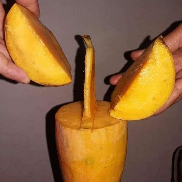 POHON Bibit Mangga Kiojay Pohon Mangga Bibit Buah Mangga Kiojay SIAP BERBUAH Terbaik