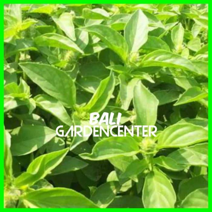 GARDEN" BENIH BIJI KEMANGI - KEMANGI UNGGUL