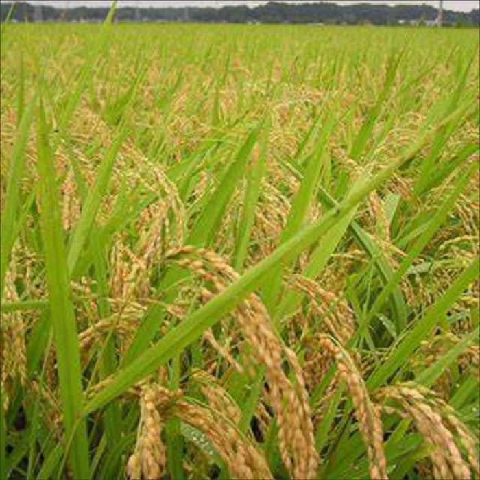 Najwa Gadget Pupuk Organik Booster Cair Khusus Padi 1 Liter