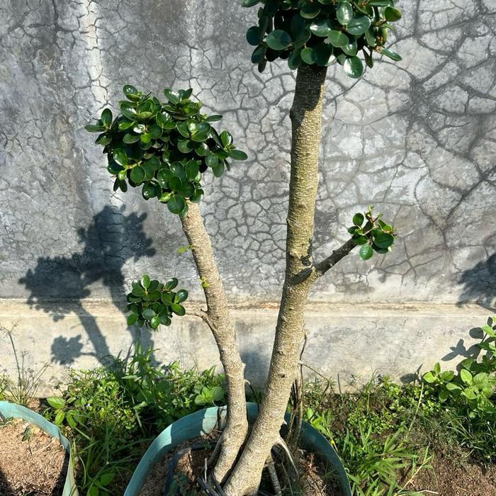 Free Extra Packing Bonsai Dolar Micro Besar