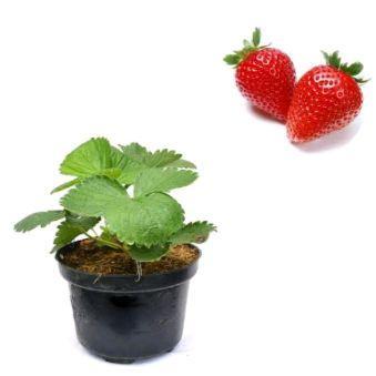 Tanaman Pohon Buah Strawberry/Stroberi Plus Pot /Bibit Unggul Strawberry Plus Pot