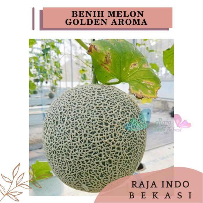 RAJA INDO Benih F1 MELON Golden Aroma - Repack 100 Biji KYS ORI Bibit Melon Rock Daging Orange