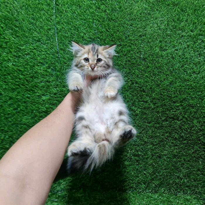 Kucing Persia 2.5 Bulan Lucu Anak Kucing Angora Flatnose Peaknose Jantan & Betina Tersedia Sesuai