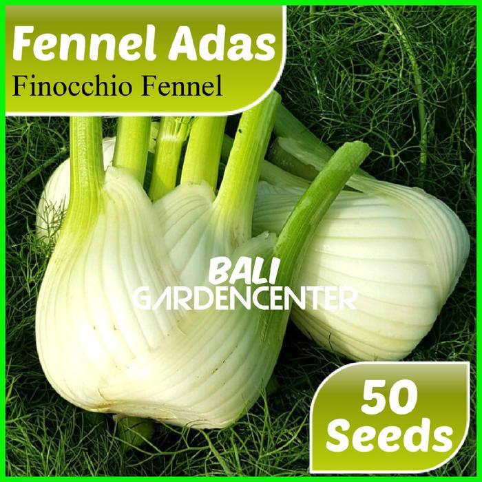 BENIH BIJI FENNEL ADAS - FINOCCHIO FENNEL