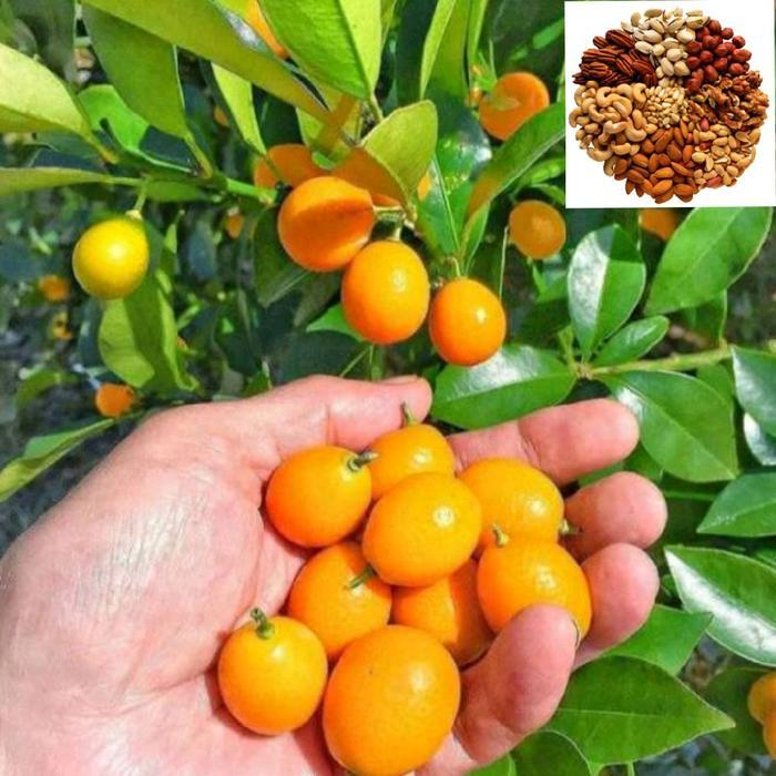 SIAPKIRIM BENIH JERUK KIMKIT JERUK MANIS DAN BISA DI MAKAN SAMA KULITNYA SIAP TA DI POT MAUPUN