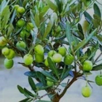POHON Bibit Tanaman Hias Buah Zaitun Buah ZaitunBibit Buah SIAP BERBUAH cepat berbuah
