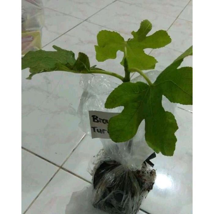 Bibit Buah Tin Brown Turkey - Pohon Tin Fresh Cangkok Murah Merah Tanaman