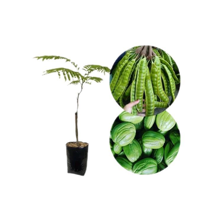 Bibit Petai Jumbo // Petai Hibrida Unggulan Stek Okulasi daun