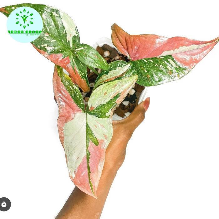 SYNGONIUM RED SPOT TRICOLOR - ORIGINAL RED SPOT TRI COLOR TANAMAN