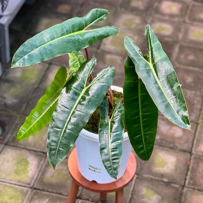 Serasiinspace Pohon Kabel Busi - Tanaman Hias Philodendron Billitiae - Tanaman Hias Kabel Busi