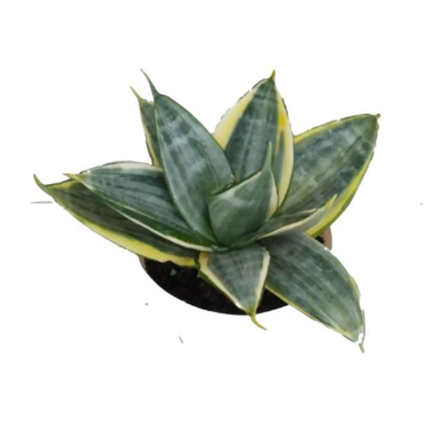 Serasiinspace Sansevieria Silver Frost: Tanaman Hias Minimalis, Daun Silver Frosty, Cocok Untuk