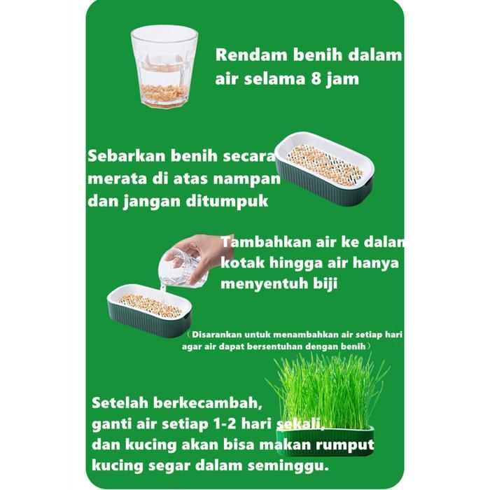 Rumput kucing Kit Penanaman Benih Rumput Kucing Rumput Gandum Kualitas Tinggi Rumput Kucing