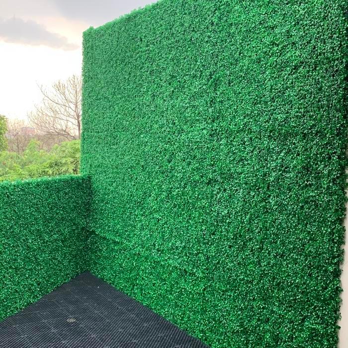 daun dolar rambat dinding plastik premium