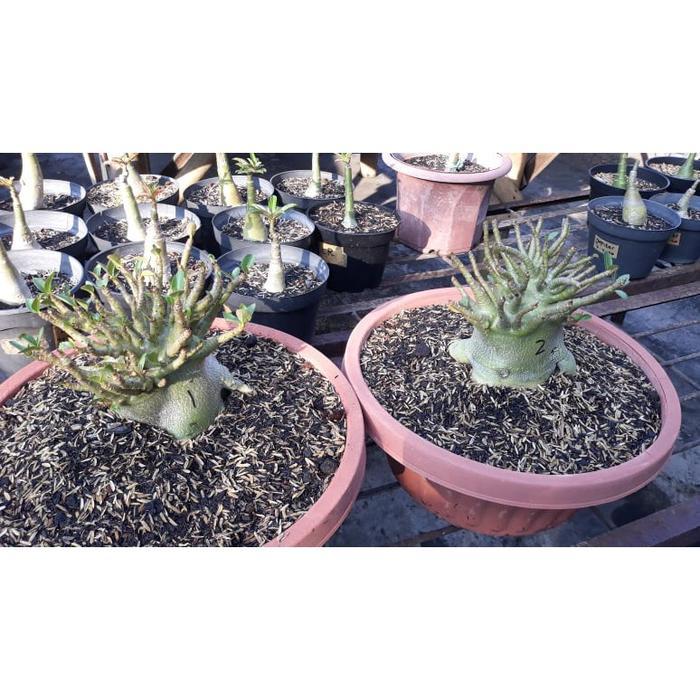 SEED/BIJI/BENIH TANAMAN HIAS ADENIUM ARABICUM GODJI