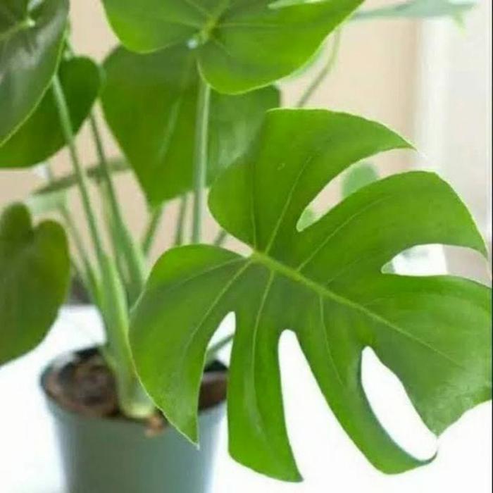 Monstera borsigiana batang/bonggol monstera brazilian