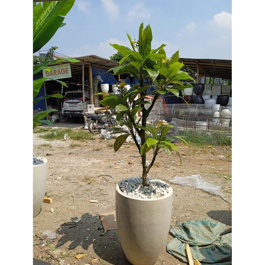 Fatih Bunga Pohon Kamboja Artificial Tinggi 2 Meter Lengkap Dengan Pot Hiasan Sudut Ruangan Cafe