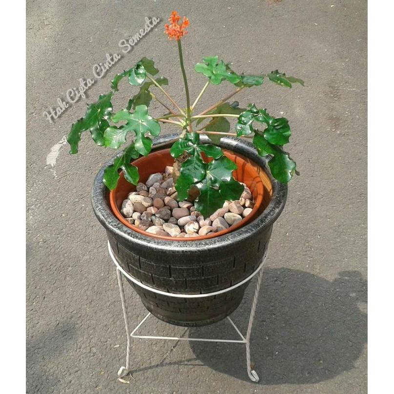 Tanaman Hias Buddha Belly Jatropha podagrica atau Jarak Bali Dewasa