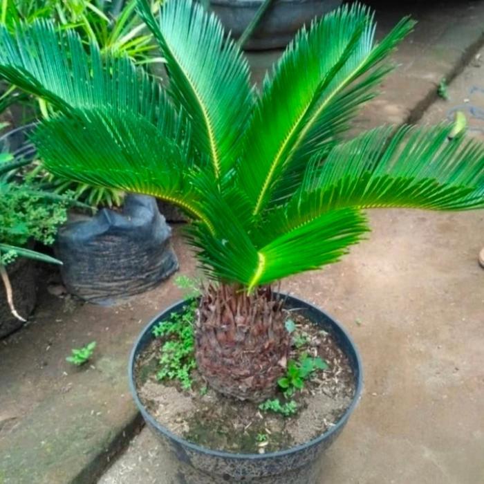 tanaman hias palem sikas mini pot