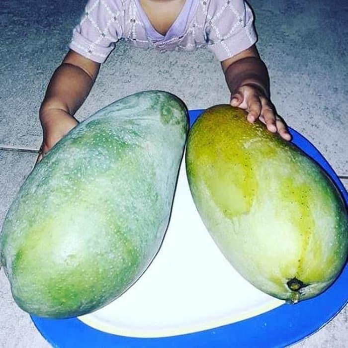 BIBIT Tanaman MANGGA KIOJAY JUMBO buah buahan cangkok dalam pot AAA