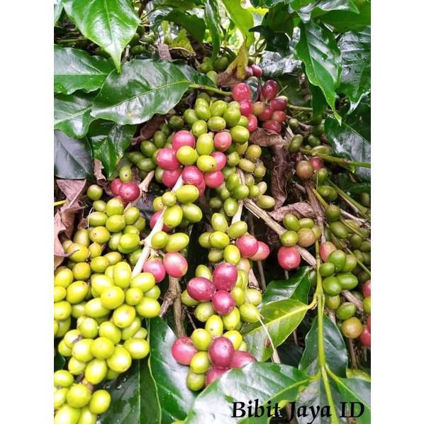 Bibit Kopi Jenis Arabika (Ateng) Super Murah