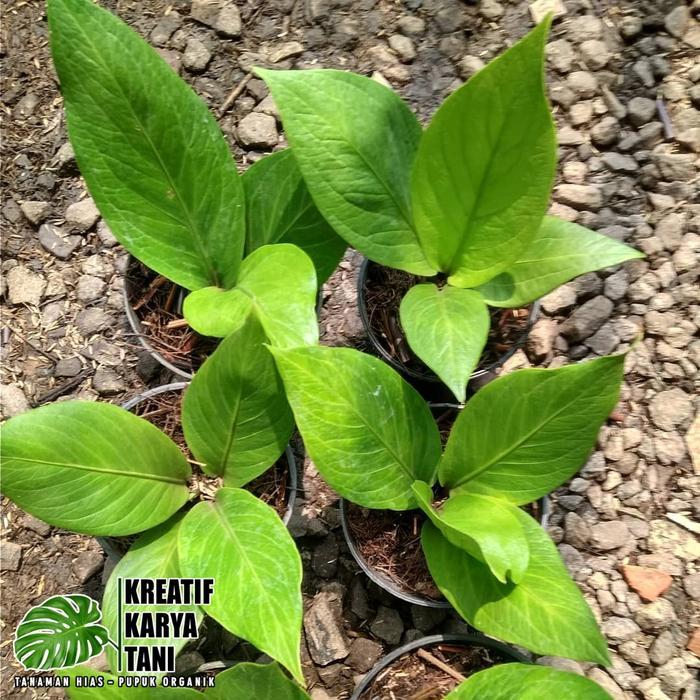 GARDEN" TANAMAN HIAS ANTHURIUM JEMANI COBRA CATALOG - JEMANI KOBRA KATALOG
