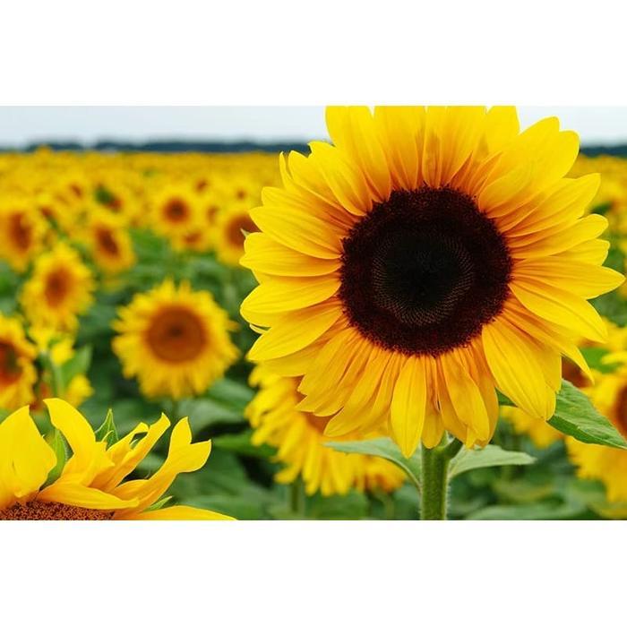 NEWW Bibit Benih Biji Bunga Matahari Black Hole Sun Flower Bibit Unggul