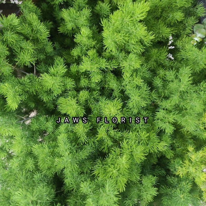 Daun Asparagus Bintang Fresh Original