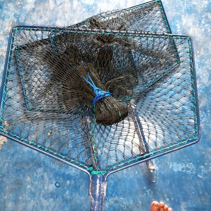 serokan ikan indukan lele gurame nila emas bawal tebal d15