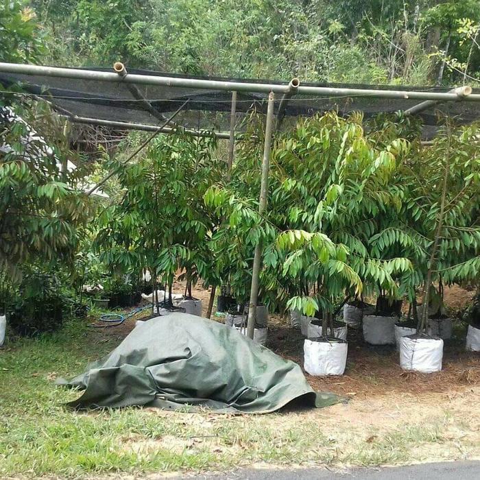 Zico Stored Durian Dongkelan Musangking,Bawor,Duri Hitam Kaki 3