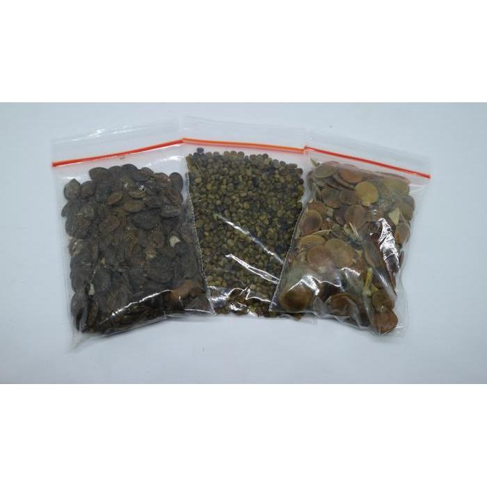 Zico Stored Benih Indigofera Kaliandra Merah Gamal Untuk Pakan Ternak