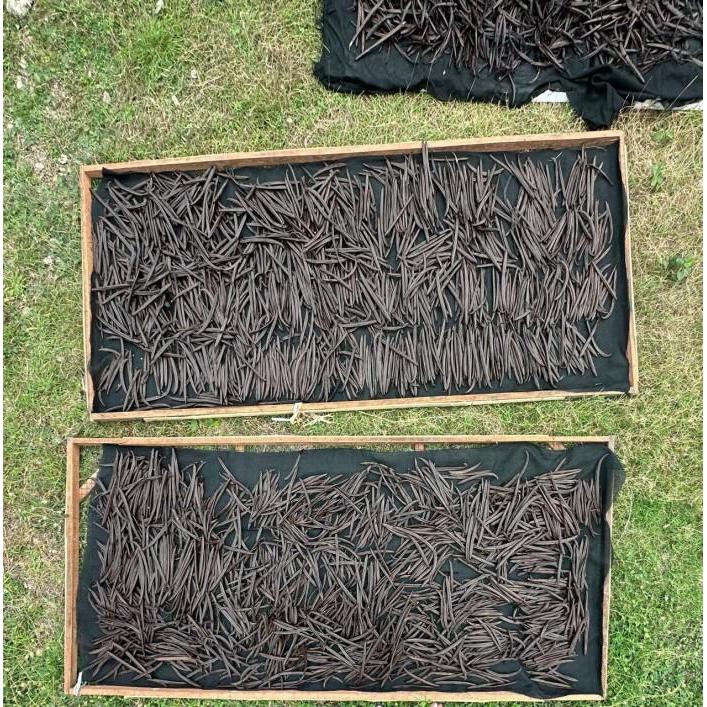 GOURMET GRADE A 100 GR VANILI KERING VANILLA BEANS PLANIFOLIA PREMIUM