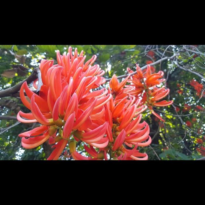 Flame Of Irian/Bibit Tanaman Flame Of Irian Tbk